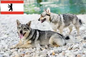 Read more about the article Västgötaspets opdrættere og hvalpe i Berlin