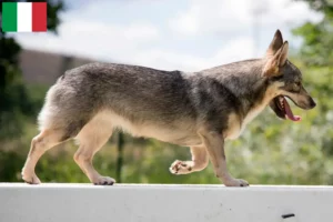 Read more about the article Västgötaspets opdrættere og hvalpe i Italien