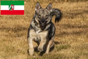Read more about the article Västgötaspets opdrættere og hvalpe i Nordrhein-Westfalen