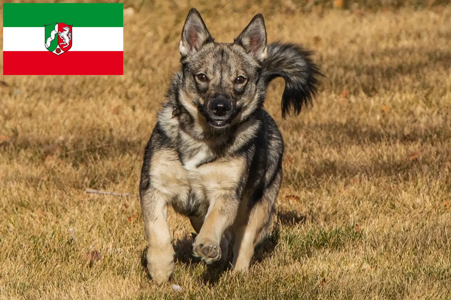 Read more about the article Västgötaspets opdrættere og hvalpe i Nordrhein-Westfalen
