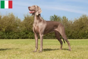 Read more about the article Weimaraner-opdrættere og hvalpe i Italien