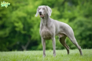 Read more about the article Weimaraner opdrættere og hvalpe i Midtjylland