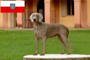 Read more about the article Weimaraner opdrættere og hvalpe i Thüringen