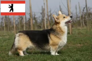 Read more about the article Welsh Corgi-opdrættere og hvalpe i Berlin