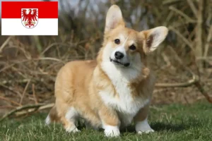 Read more about the article Welsh Corgi-opdrættere og hvalpe i Brandenburg