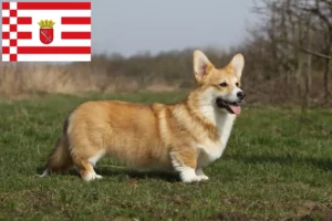 Read more about the article Welsh Corgi-opdrættere og hvalpe i Bremen