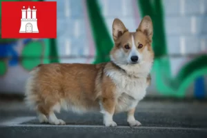 Read more about the article Welsh Corgi-opdrættere og hvalpe i Hamborg