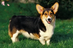 Read more about the article Welsh Corgi-opdrættere og hvalpe i Hovedstaden