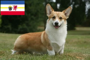 Read more about the article Welsh Corgi-opdrættere og hvalpe i Mecklenburg-Vorpommern