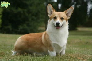 Read more about the article Welsh Corgi opdrættere og hvalpe i Midtjylland