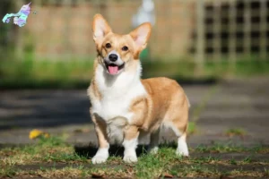 Read more about the article Welsh Corgi-opdrættere og hvalpe i Nordjylland
