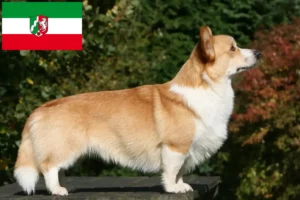 Read more about the article Welsh Corgi-opdrættere og hvalpe i Nordrhein-Westfalen