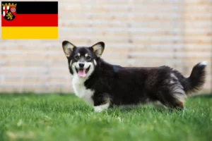 Read more about the article Welsh Corgi-opdrættere og hvalpe i Rheinland-Pfalz