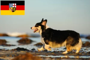 Read more about the article Welsh Corgi-opdrættere og hvalpe i Saarland
