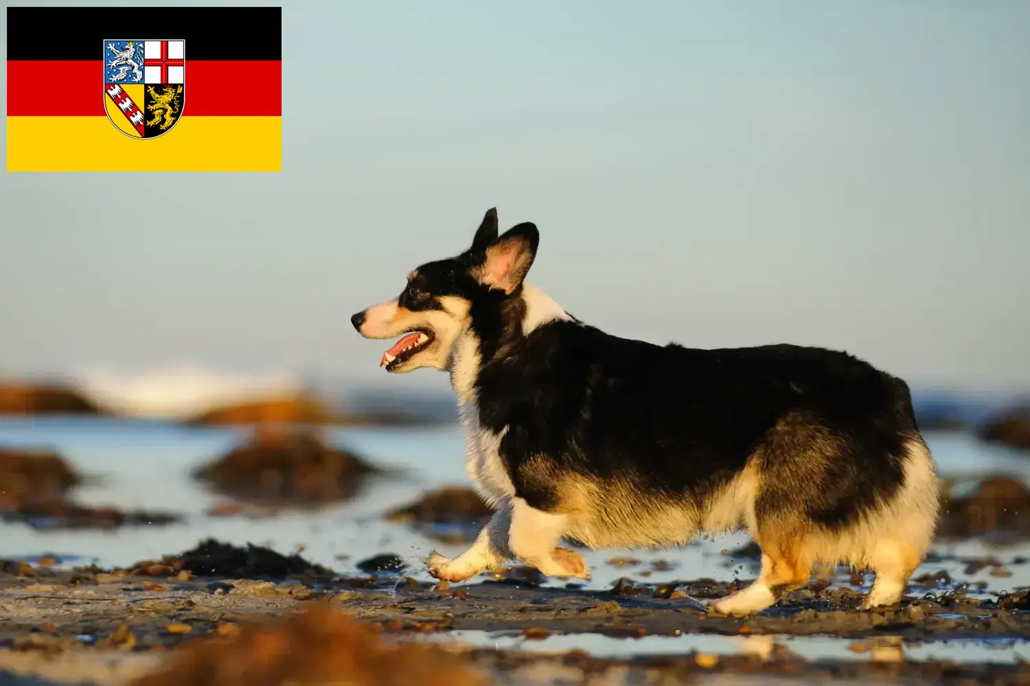 Welsh Corgi hvalpe og opdrætter Saarland Her finder du Welsh Corgis-opdrættere i Saarland.