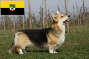 Read more about the article Welsh Corgi-opdrættere og hvalpe i Sachsen-Anhalt