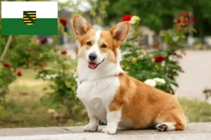 Read more about the article Welsh Corgi-opdrættere og hvalpe i Sachsen