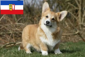 Read more about the article Welsh Corgi-opdrættere og hvalpe i Slesvig-Holsten