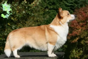 Read more about the article Welsh Corgi-opdrættere og hvalpe på Sjælland
