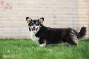 Read more about the article Welsh Corgi-opdrættere og hvalpe i Syddanmark