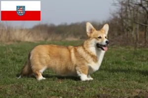 Read more about the article Welsh Corgi-opdrættere og hvalpe i Thüringen