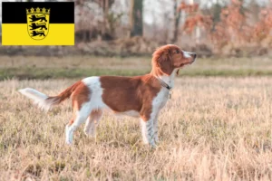 Read more about the article Welsh Springer Spaniel opdrættere og hvalpe i Baden-Württemberg