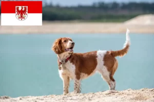 Read more about the article Welsh Springer Spaniel opdrættere og hvalpe i Brandenburg