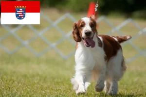 Read more about the article Welsh Springer Spaniel opdrættere og hvalpe i Hessen