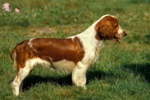 Read more about the article Welsh Springer Spaniel opdrættere og hvalpe i Hovedstaden