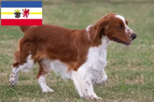 Read more about the article Welsh Springer Spaniel opdrættere og hvalpe i Mecklenburg-Vorpommern