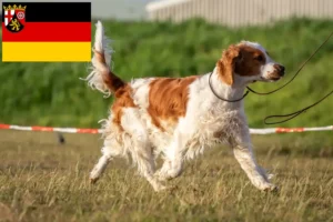 Read more about the article Welsh Springer Spaniel opdrættere og hvalpe i Rheinland-Pfalz