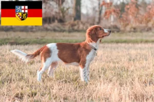 Read more about the article Welsh Springer Spaniel opdrættere og hvalpe i Saarland