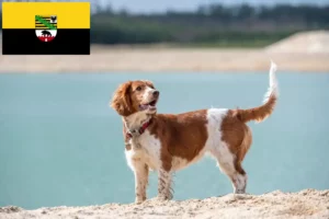 Read more about the article Welsh Springer Spaniel opdrættere og hvalpe i Sachsen-Anhalt