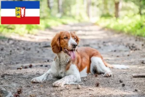 Read more about the article Welsh Springer Spaniel opdrættere og hvalpe i Slesvig-Holsten