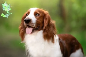 Read more about the article Welsh Springer Spaniel opdrættere og hvalpe på Sjælland