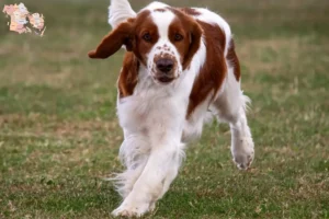 Read more about the article Welsh Springer Spaniel opdrættere og hvalpe i Syddanmark