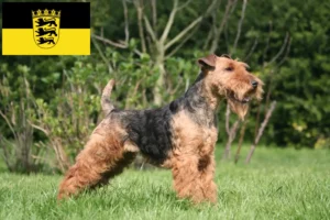Read more about the article Welsh Terrier opdrættere og hvalpe i Baden-Württemberg