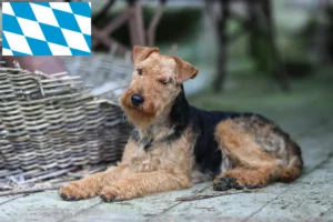 Read more about the article Welsh terrier opdrættere og hvalpe i Bayern