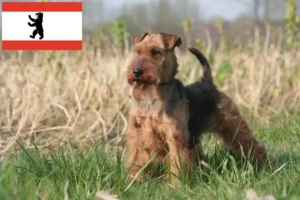 Read more about the article Welsh Terrier opdrættere og hvalpe i Berlin
