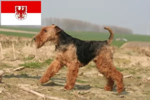 Read more about the article Welsh Terrier opdrættere og hvalpe i Brandenburg