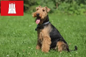 Read more about the article Welsh Terrier opdrættere og hvalpe i Hamborg