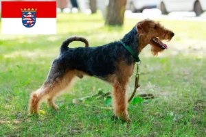 Read more about the article Welsh Terrier opdrættere og hvalpe i Hessen