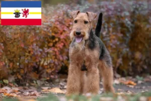 Read more about the article Welsh Terrier opdrættere og hvalpe i Mecklenburg-Vorpommern