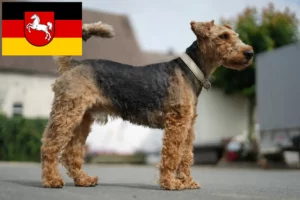 Read more about the article Welsh terrier opdrættere og hvalpe i Niedersachsen