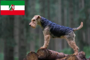 Read more about the article Welsh Terrier opdrættere og hvalpe i Nordrhein-Westfalen