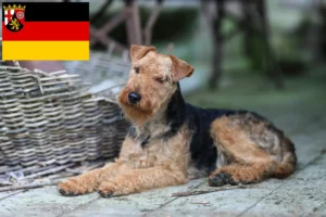 Read more about the article Welsh Terrier opdrættere og hvalpe i Rheinland-Pfalz