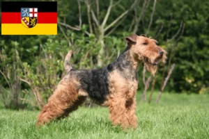 Read more about the article Welsh Terrier opdrættere og hvalpe i Saarland