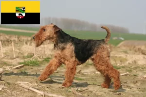 Read more about the article Welsh terrier opdrættere og hvalpe i Sachsen-Anhalt