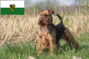 Read more about the article Welsh terrier opdrættere og hvalpe i Sachsen