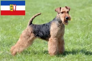 Read more about the article Welsh Terrier opdrættere og hvalpe i Slesvig-Holsten